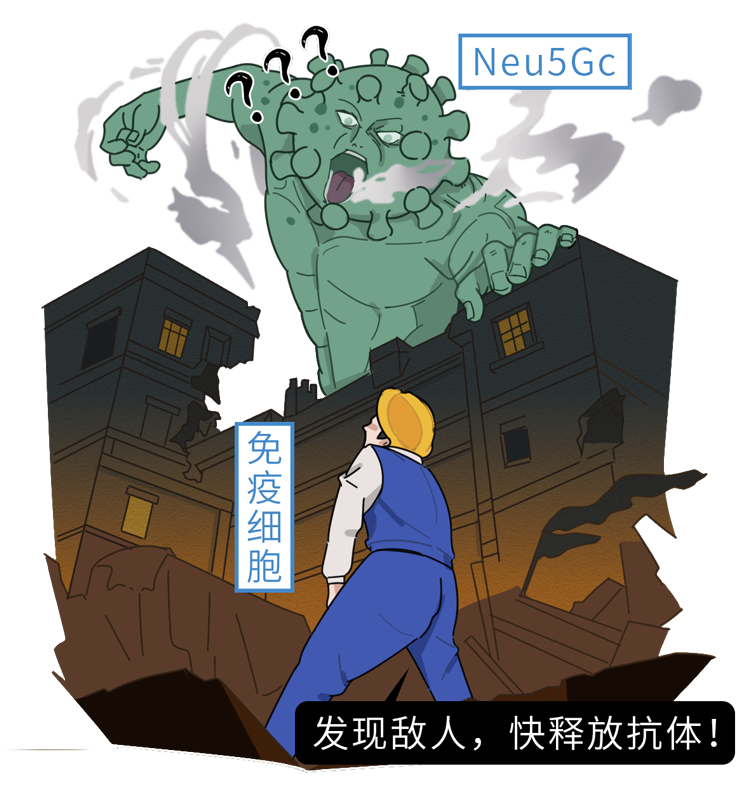 红肉被世卫组织列为致癌物，引发争议！43万人的研究结果如何？