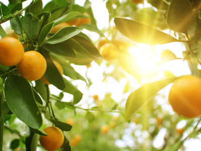 摄取适量水果有助防癌