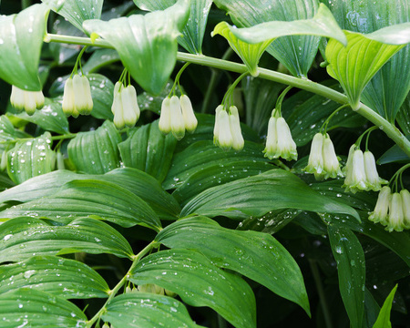 多吃蔬菜就可以少吃药
