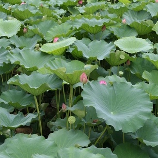减肥用小白菜 通肠利胃排毒