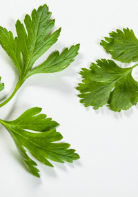 为什么注重健康的日本人迷上吃香菜？