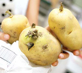 第43期:土豆长了芽还能不能吃?