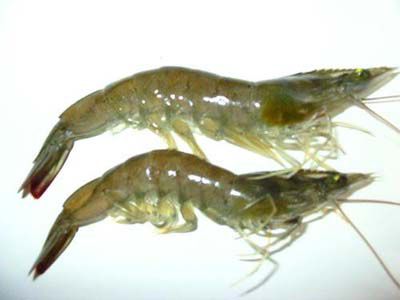 长毛对虾