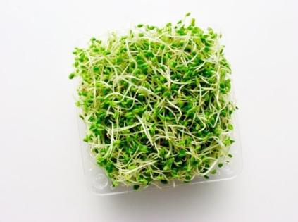 苜蓿芽