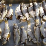 鱼干