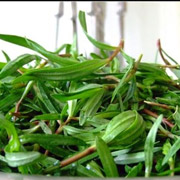 山菜